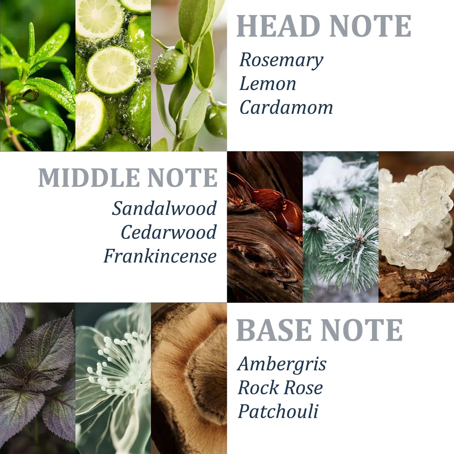 💥Grote inhoud van 450 ml💥Tgideas Rozemarijn Shampoo