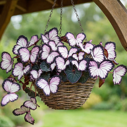 🦋 Whimsical Butterfly Shaped Flower Seeds ✨
